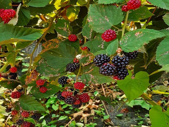 Al Marnich foto produzione 32