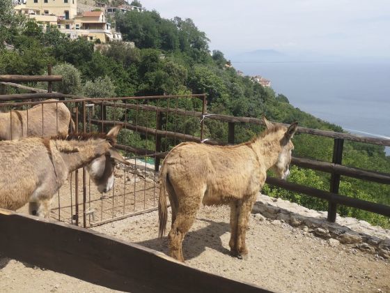 Cavaliere Dei Conti - foto 4