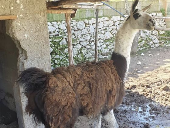 La Chiana - foto 3
