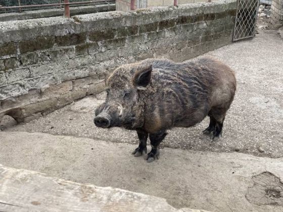 La Chiana - foto 4