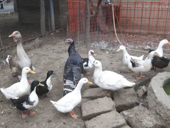 La Chiana - foto 6