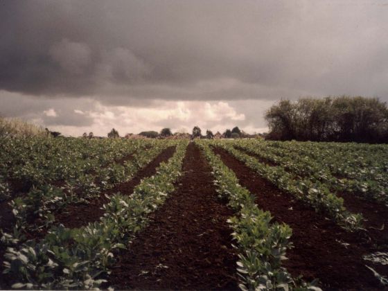 Cobragor - foto 2