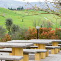 Il Colore Del Grano