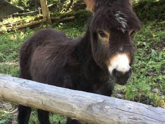 Fattoria Didattica Sempreverde - foto 2