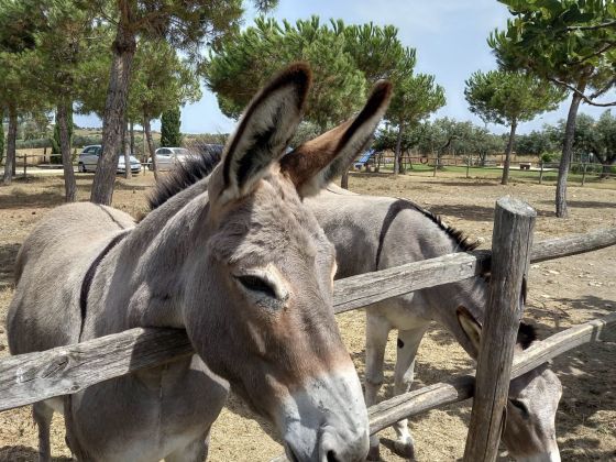 Del Casale San Benedetto - Farina E Olio D'oliva Biologico - foto 2