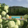 preview image6 piscina