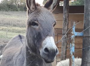 Ca' Del Buco - Lernbauernhöfe