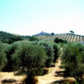 Antica Pinciana