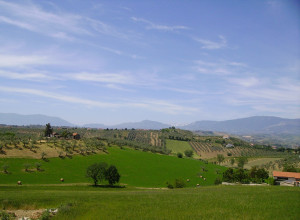 image17 Fattoria  Colle Luca