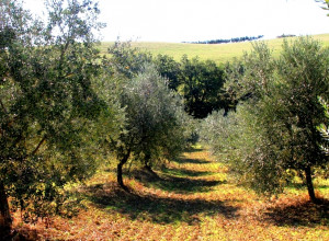 image2 Fattoria  Colle Luca