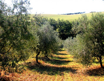 fattoria  colle luca