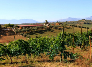 image7 Fattoria  Colle Luca