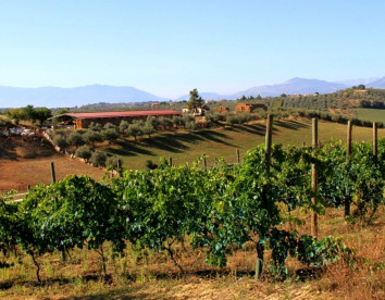 fattoria  colle luca