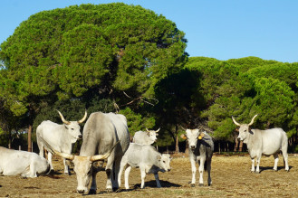 image9 Tenuta San Carlo