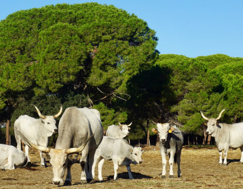 tenuta san carlo