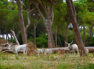 image8 Tenuta San Carlo