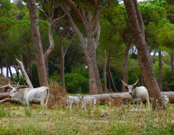 tenuta san carlo