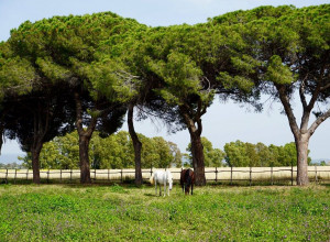 image11 Tenuta San Carlo