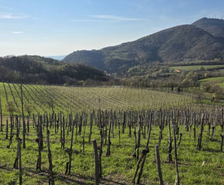 Carpanese Cirillo