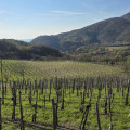 Carpanese Cirillo