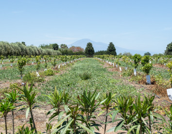 tenuta san calogero