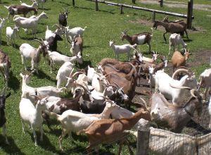 In Valle Sul Fiume - Lernbauernhöfe