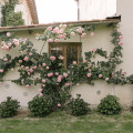 Il Glicine