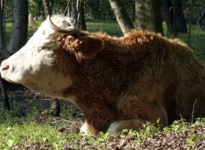 Le Fornaci Del Zarnic Agriturismo - Fattoria Didattica - Lernbauernhöfe