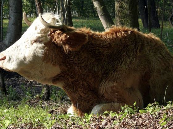 Le Fornaci Del Zarnic Agriturismo - Fattoria Didattica - foto 2