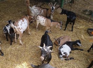 La Fattoria Di Maria Donata - Lernbauernhöfe