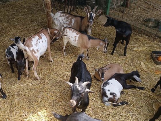 La Fattoria Di Maria Donata - foto 5
