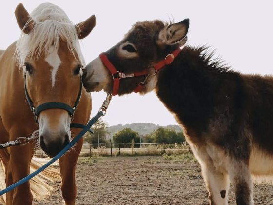 Terre Del Piano - Agricamping - foto 4