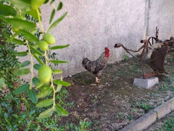 Ca Poggio - foto 11