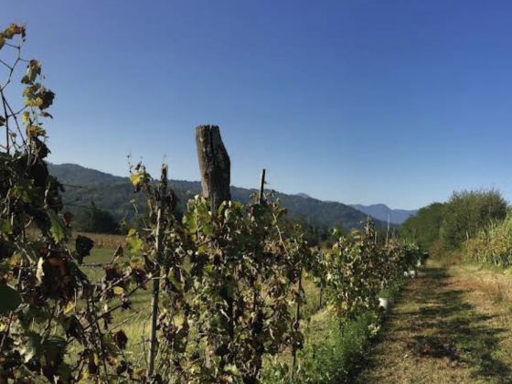 La Praduscella Di Bonfigli Armandina - foto 4