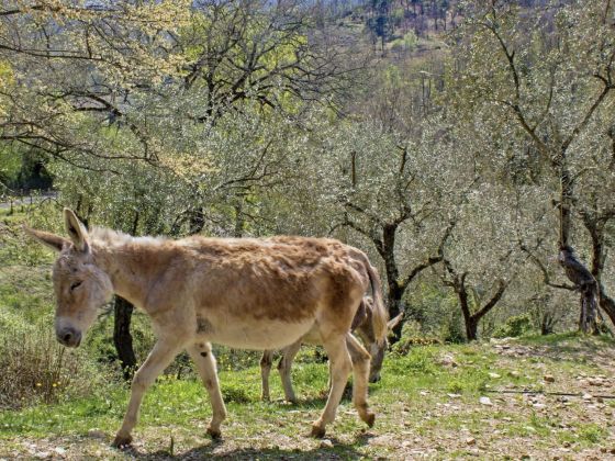 Agripodere Il Falco - foto 3