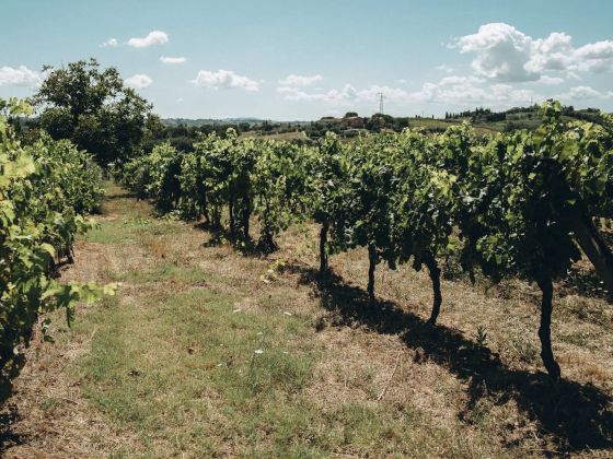 Terra Di Dio Toscanizzazione - foto 2
