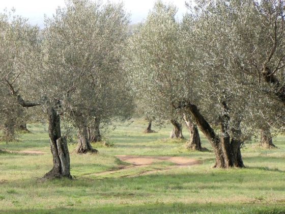 La Piantata - foto 3
