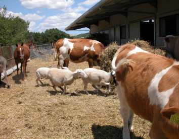 biologico pieve del colle fattoria didattica