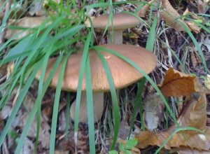 image0 Cà Bianca