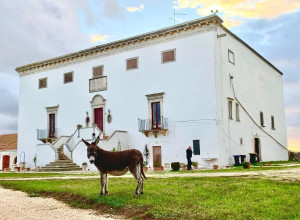 image7 Masseria Murgia Albanese