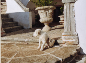 image2 Masseria Murgia Albanese