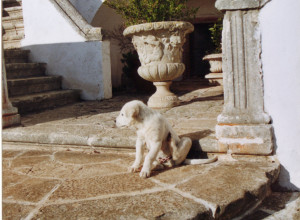 image0 Masseria Murgia Albanese