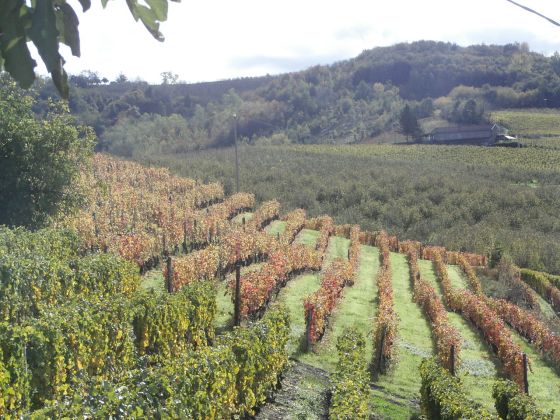Cascina Bricchetto Langhe - foto 7