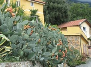 image1 Argentea