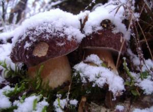 image1 Funghi E Fate