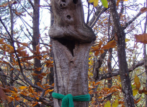 image21 Funghi E Fate