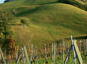 image14 Ristorante Centopini