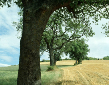 ristorante centopini