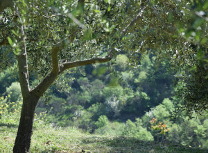 image16 Valledeicalanchi