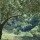 preview image1 giardino
